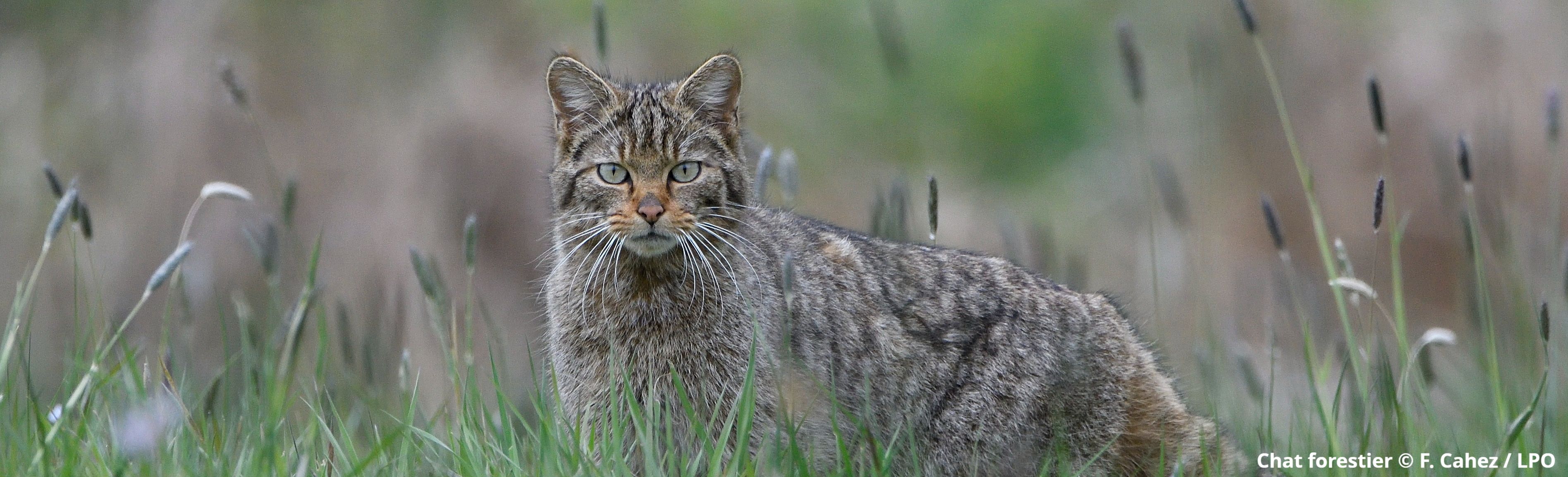 Sur les traces du Chat forestier
