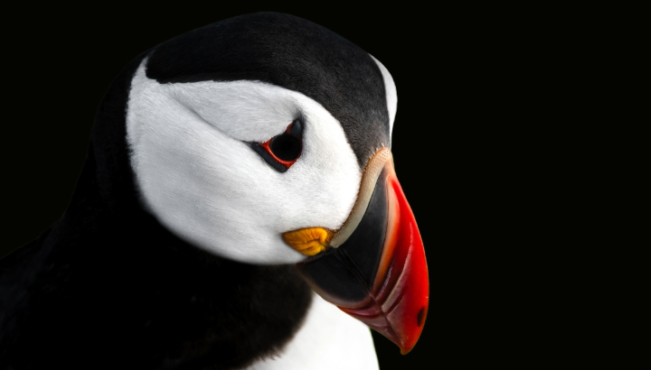 La nature en deuil : la LPO se mobilise en Bretagne