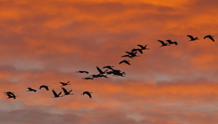 Journées européennes de la migration (Eurobirdwatch)