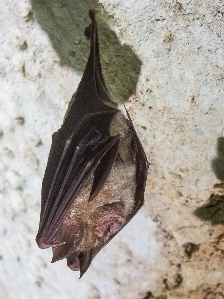 Festival Astronomie et biodiversité nocturne
