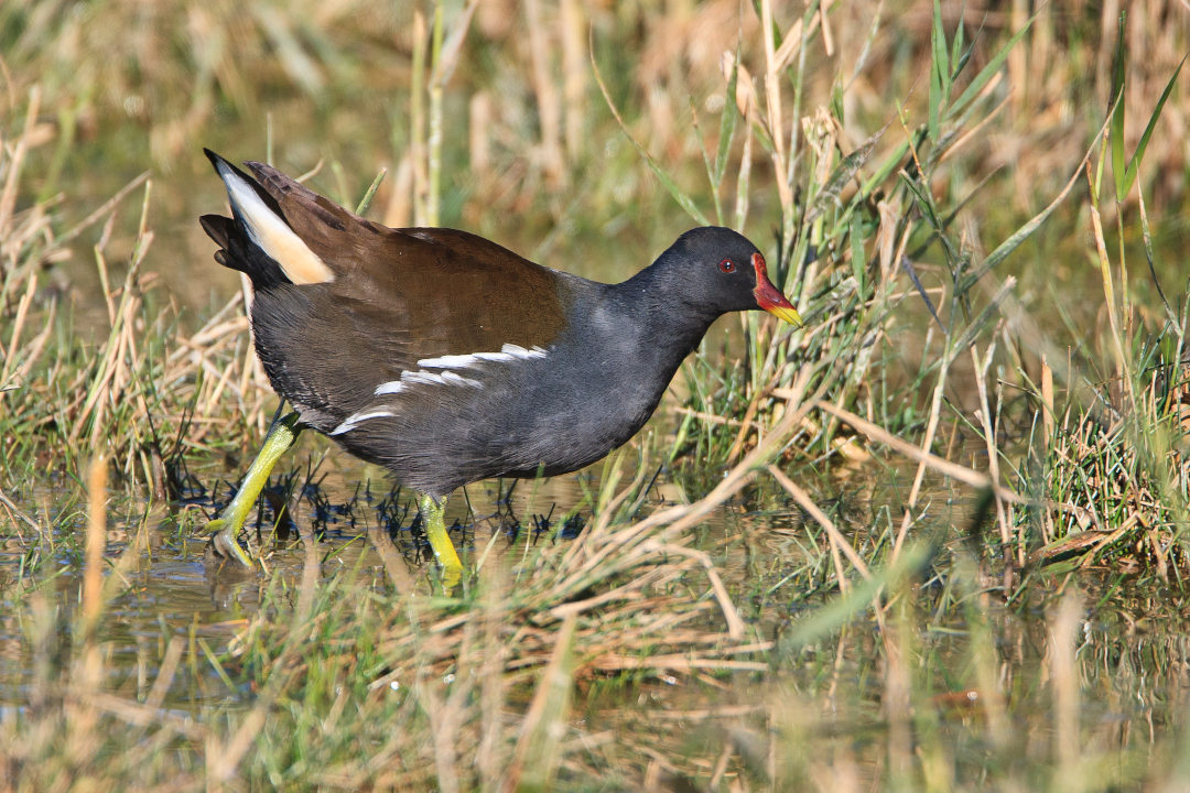 Galinule poule d'eau