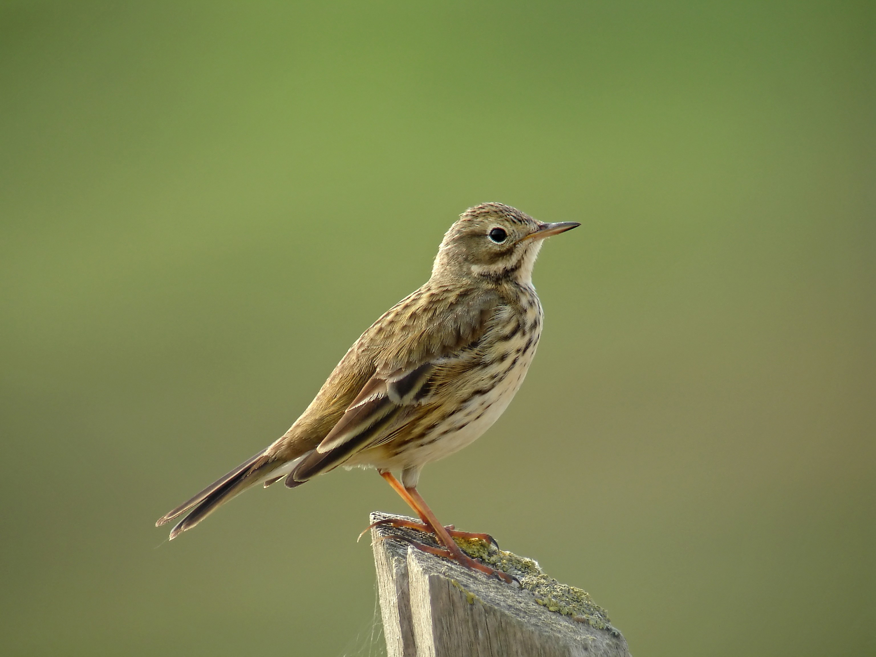 Oiseaux des milieux agricoles : le signal d'alarme !