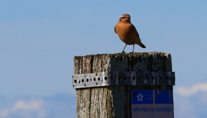 Brouage, riche d'histoire et de nature