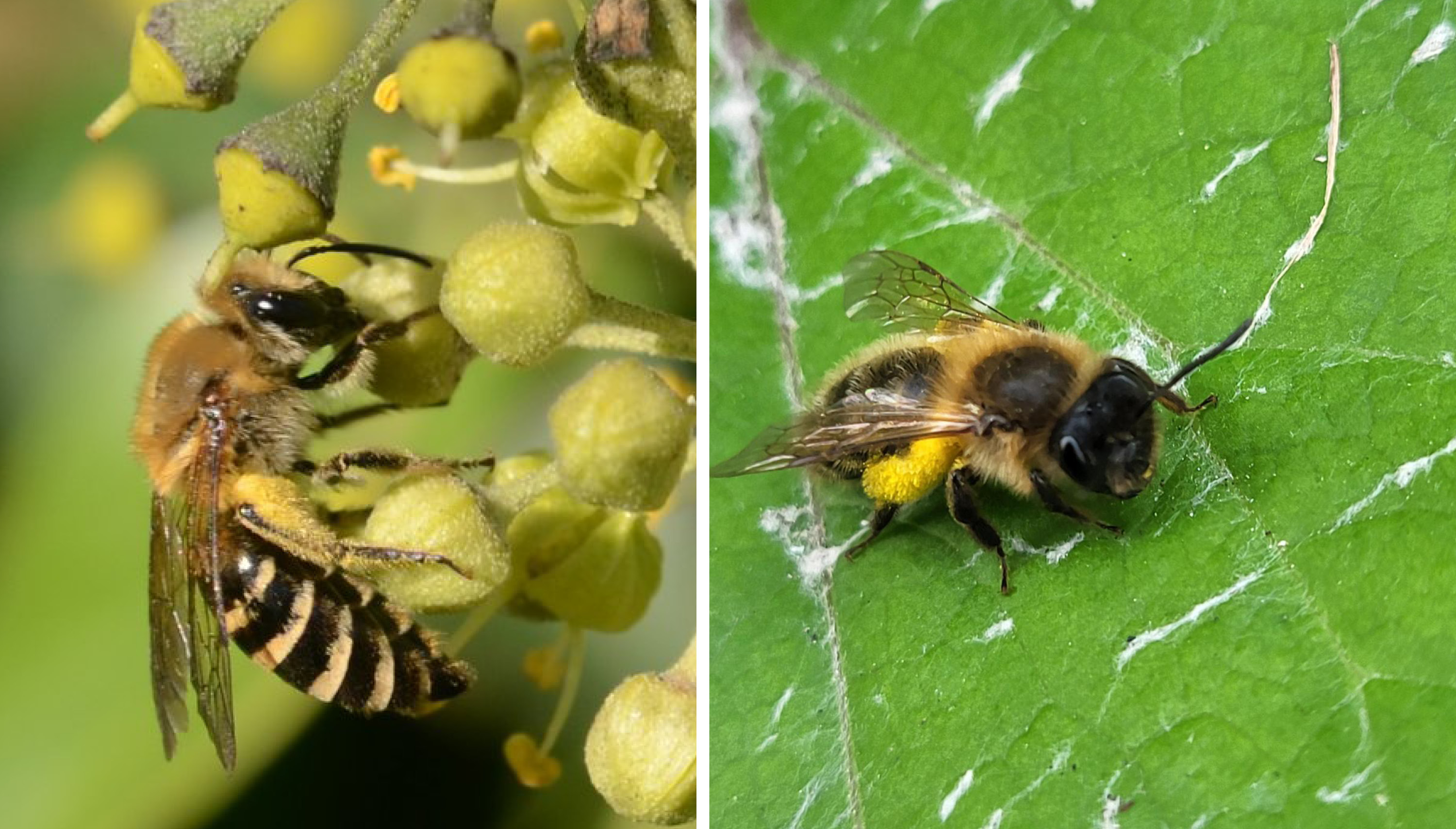 Abeilles solitaires terricoles : préservons leurs sites de reproduction !