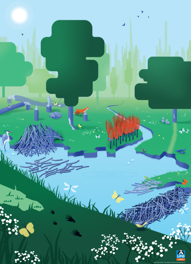 Bâche traces et indices de castor