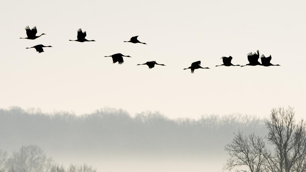 Grue cendree, Fabrice Cahez