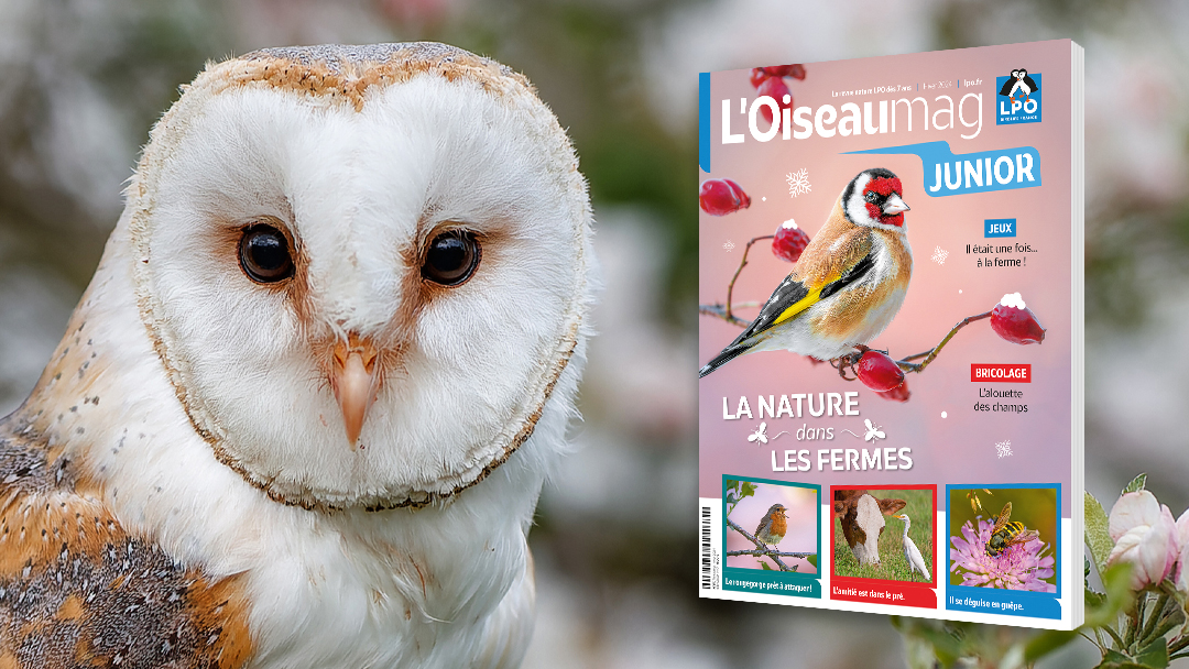 L'OISEAU MAG Junior - l'idée cadeau nature pour les enfants !