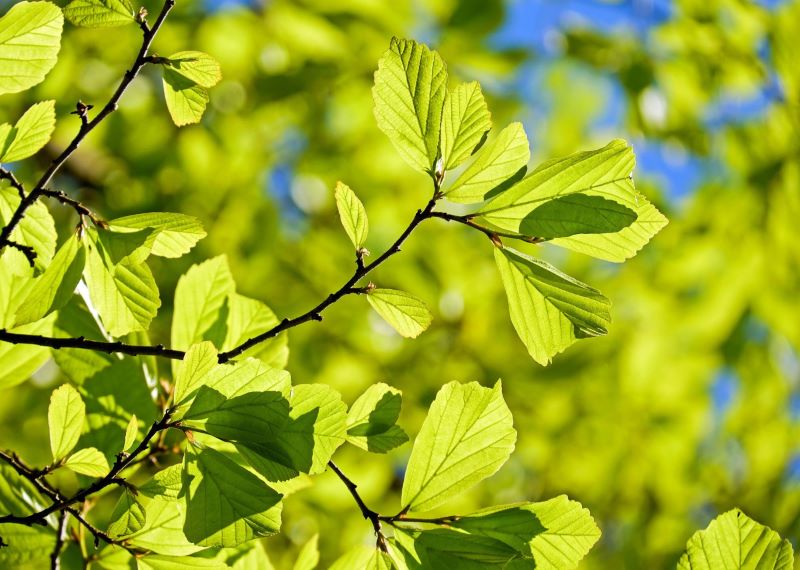 Accueil - A L'Arbre Vert