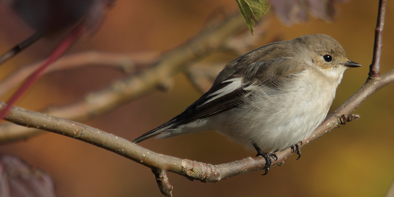 Les oiseaux migrateurs