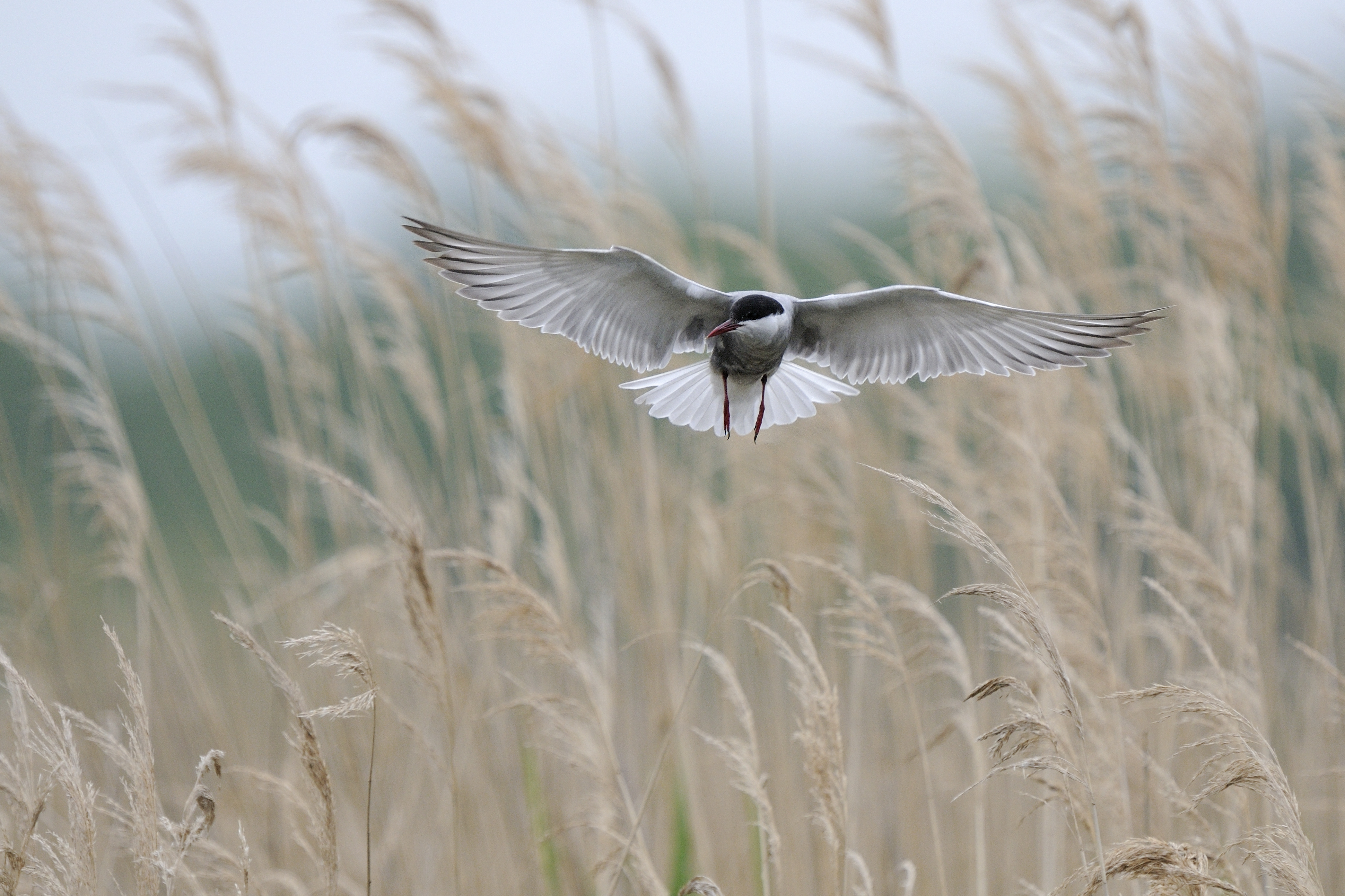 Chérine je t’aime