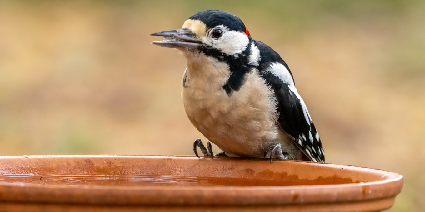 Aidez la faune sauvage pendant un épisode de canicule