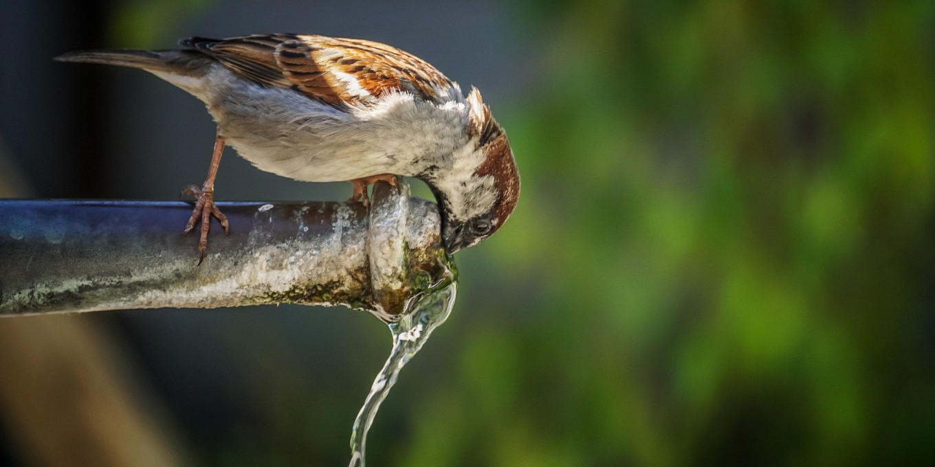 Aidez la faune sauvage pendant un épisode de canicule
