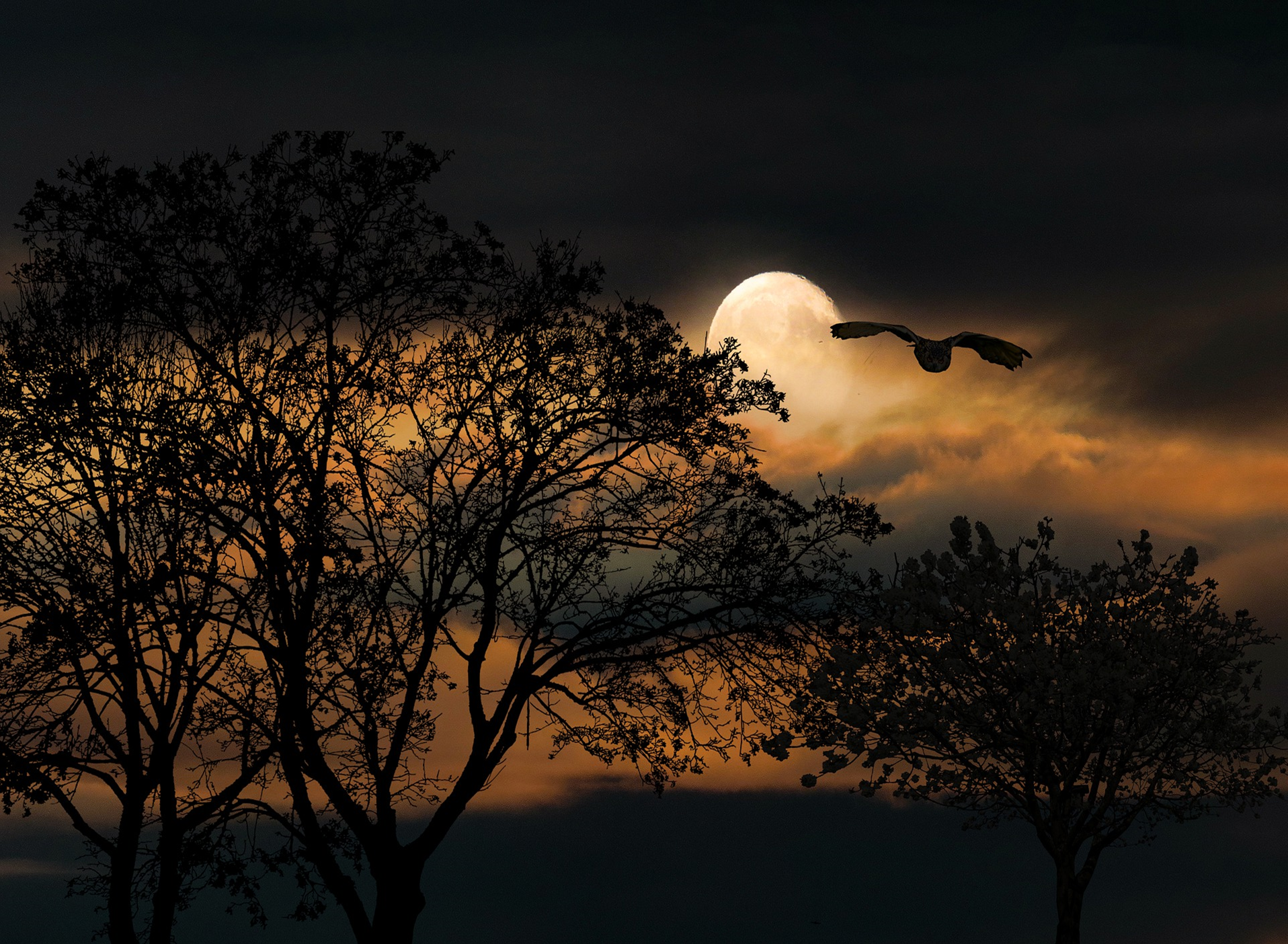 La nuit tous les oiseaux sont gris ?