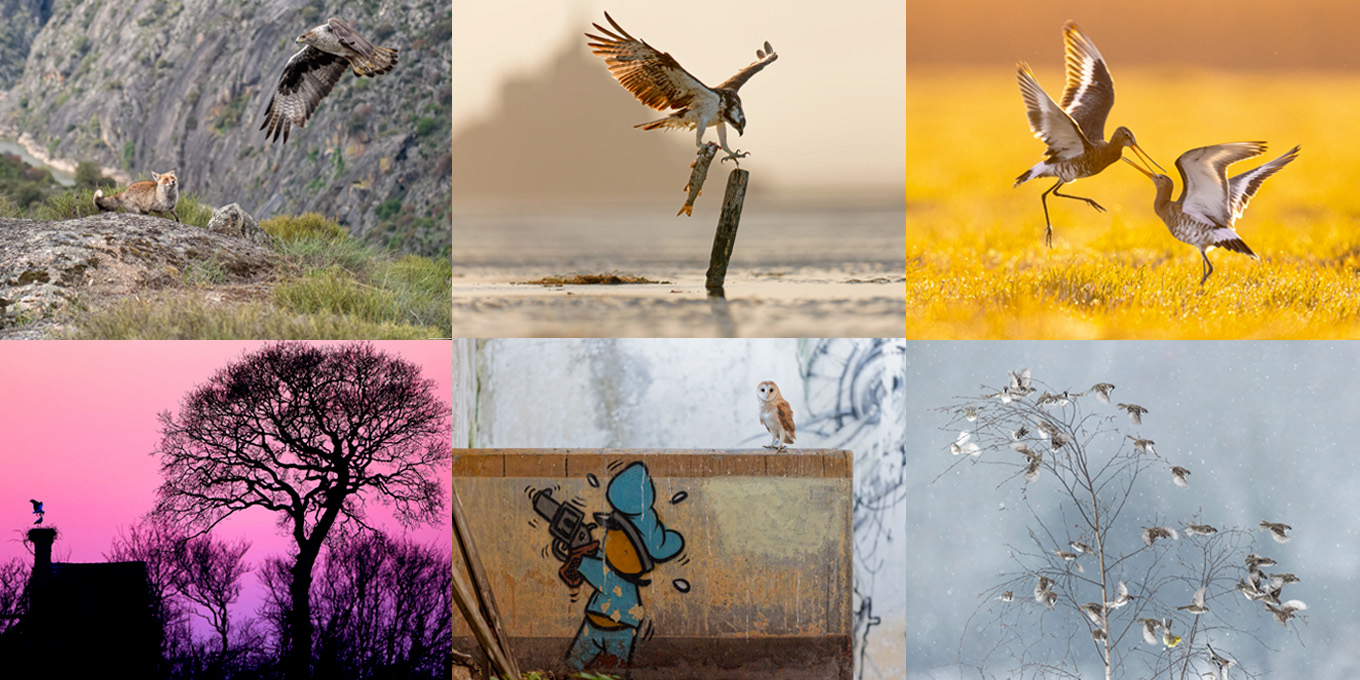 40 ans de L’OISEAU MAG : une exposition évènement