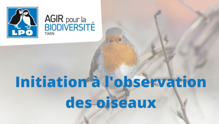 Visuel rouge-gorge familier, logo LPO Tarn et message "Initiation à l'observation des oiseaux"
