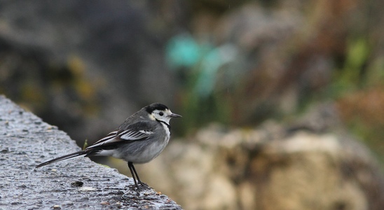 Sortie chants d'oiseaux
