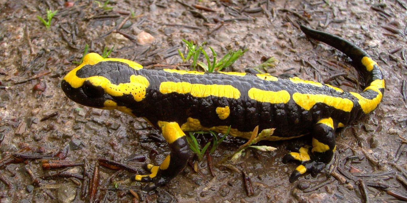 Salamandre tachetée