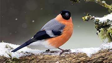 Recensement des oiseaux hivernants