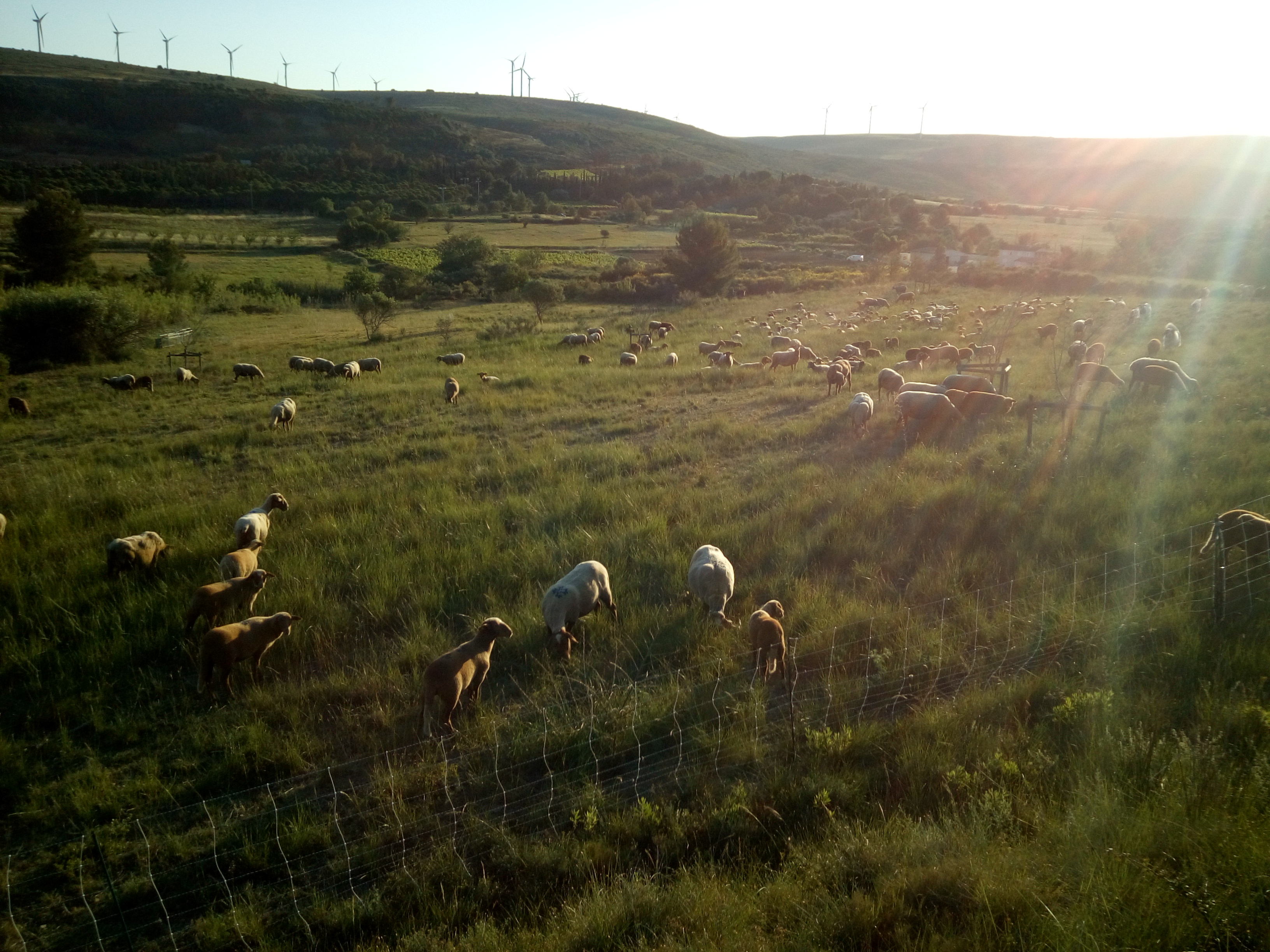 Des moutons paturent un prairie.