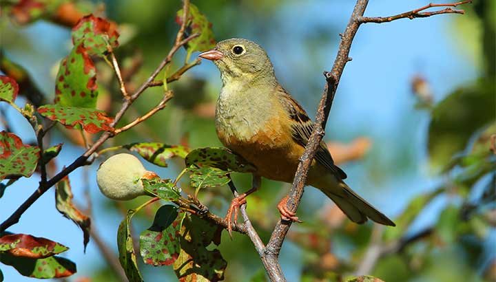 Nouvelle Liste rouge régionale des oiseaux : le constat d’une dégradation continue
