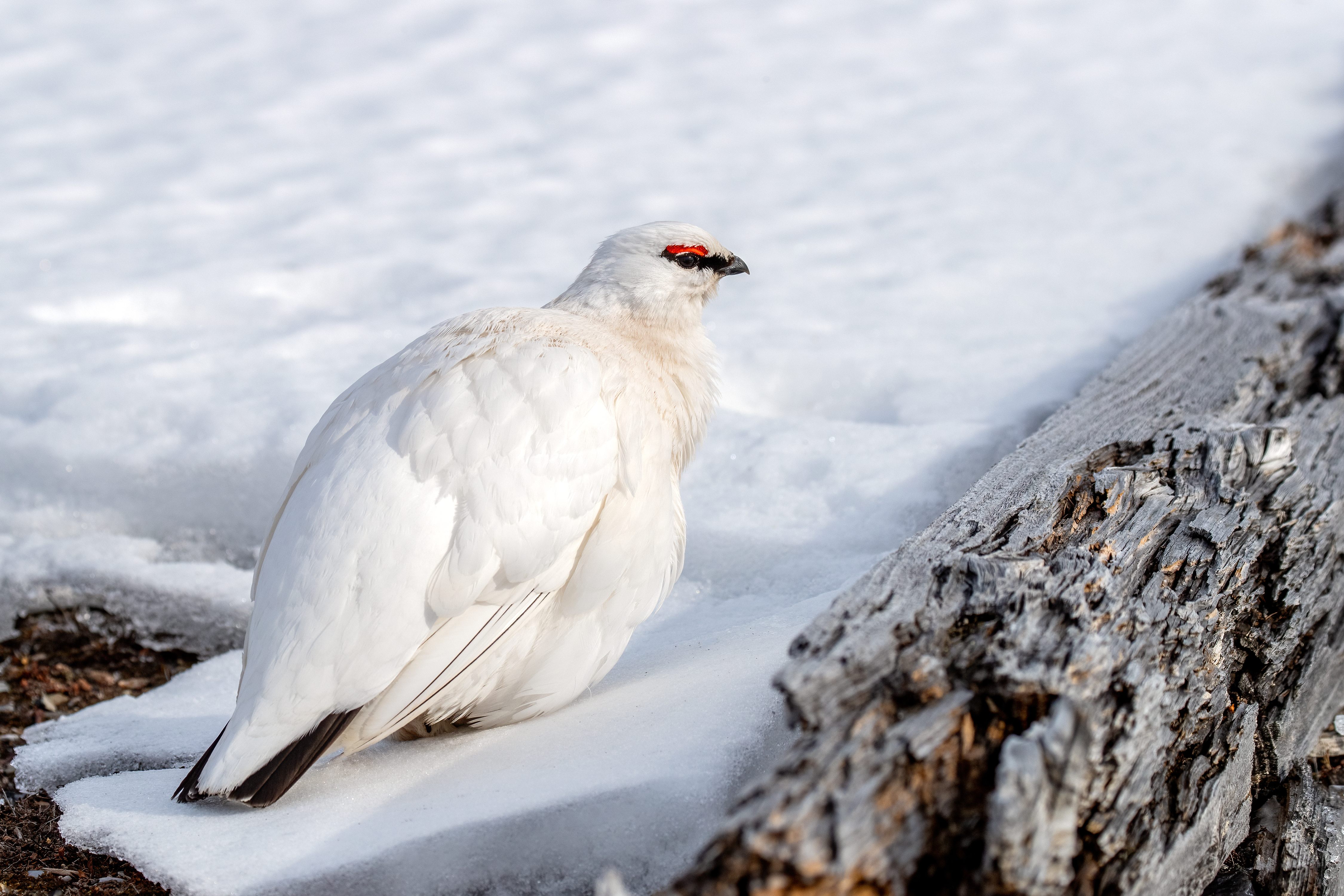Non à la chasse des galliformes de montagne en Ariège