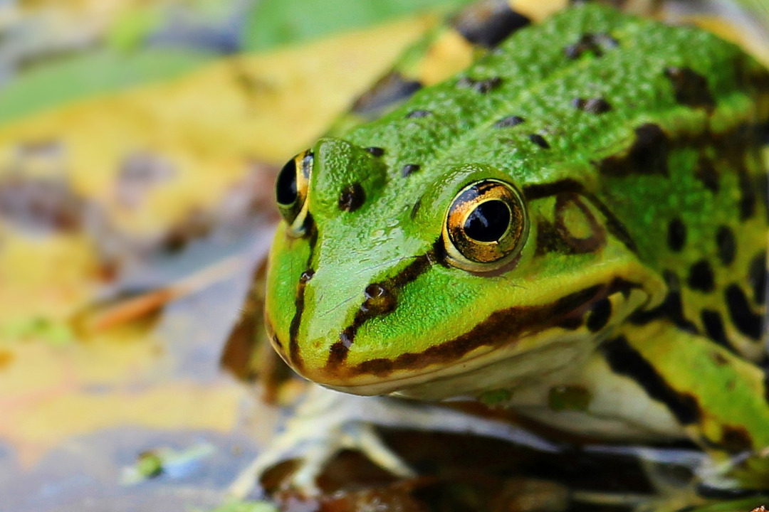 Grenouille verte / pixel2013 (Pixabay)