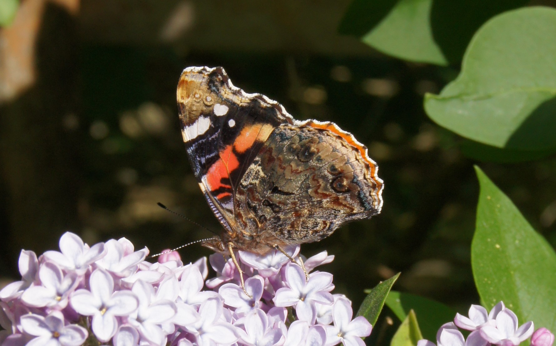 Atelier-goûter sur les papillons au Jardin Bourian, Refuge LPO