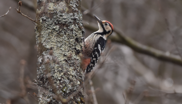 Habios : protection des habitats de l’avifaune des Pyrénées