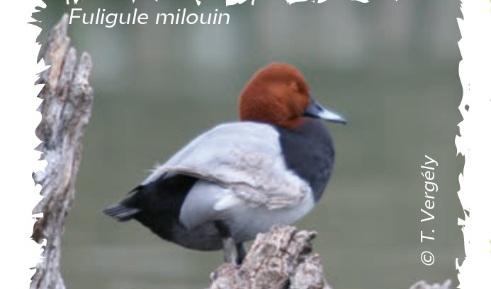 Un froid de canards