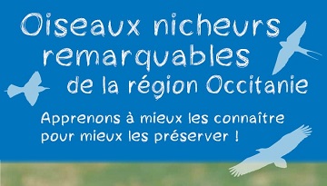 Notre cadeau de fin d’année : un nouveau poster présentant les oiseaux remarquables en région Occitanie et Pays catalan!