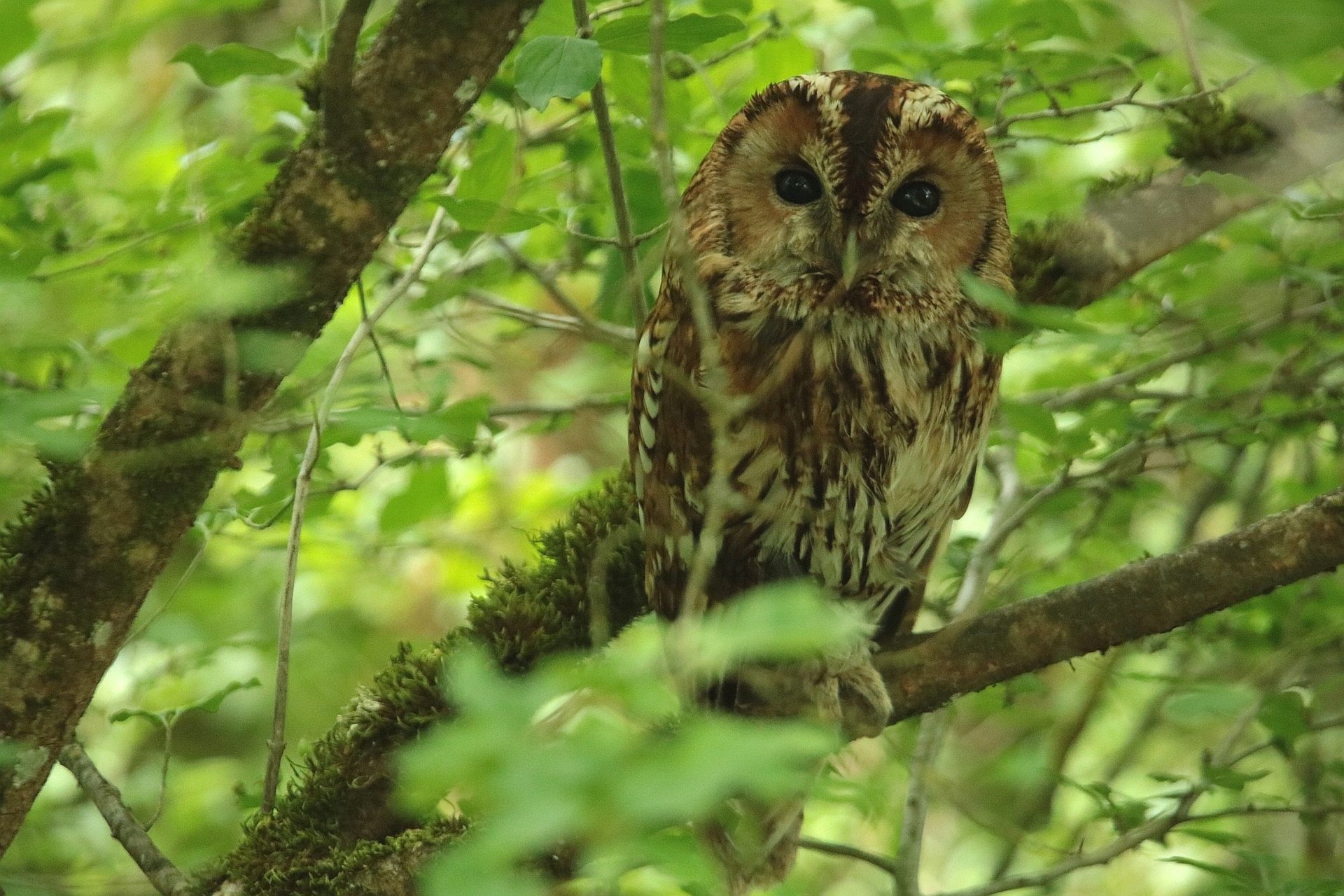 Conférence : La chouette hulotte, d'arbre en arbre