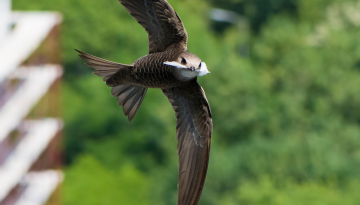 Les voltigeurs de l’été sont en danger