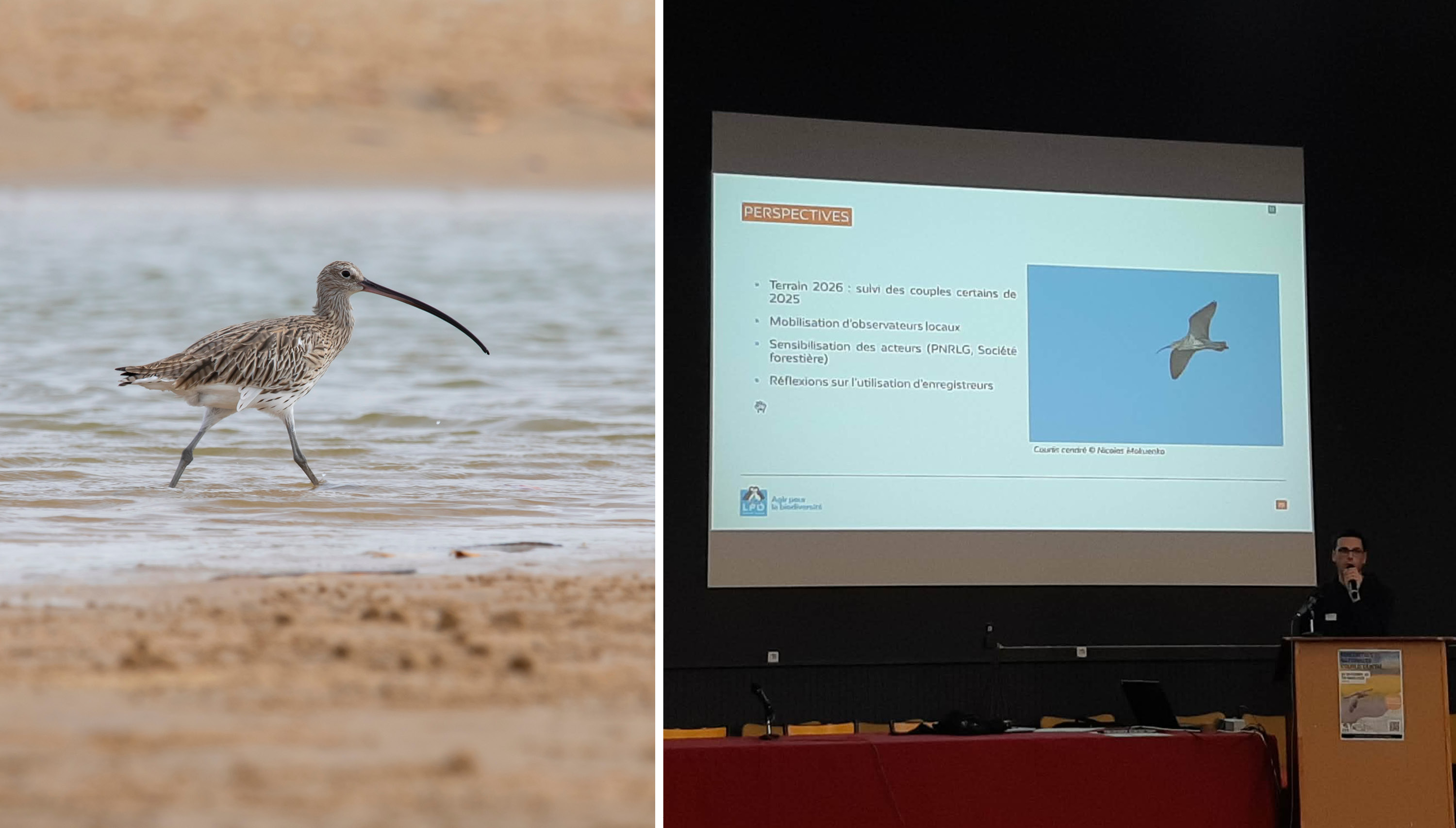 Un week-end dédié au Courlis cendré