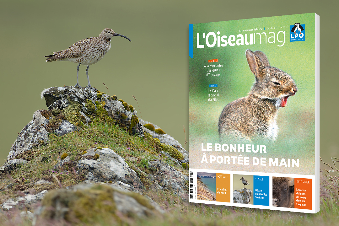 couverture de l'OISEAU MAG