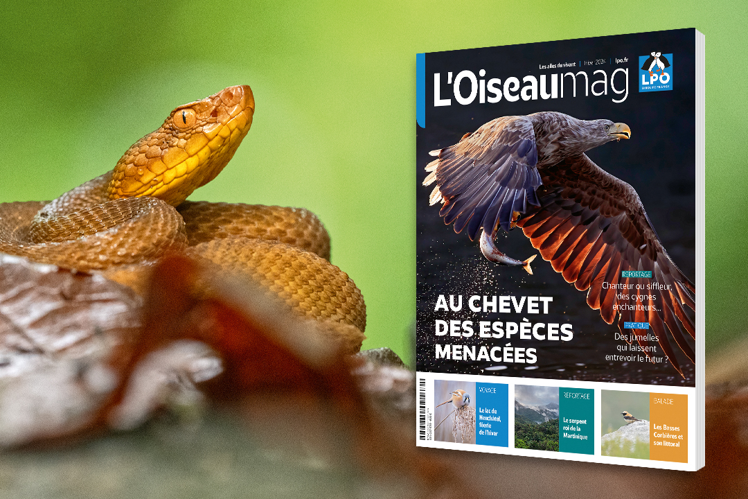 couverture de l'OISEAU MAG