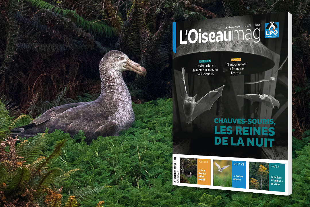 couverture de L'OISEAU MAG