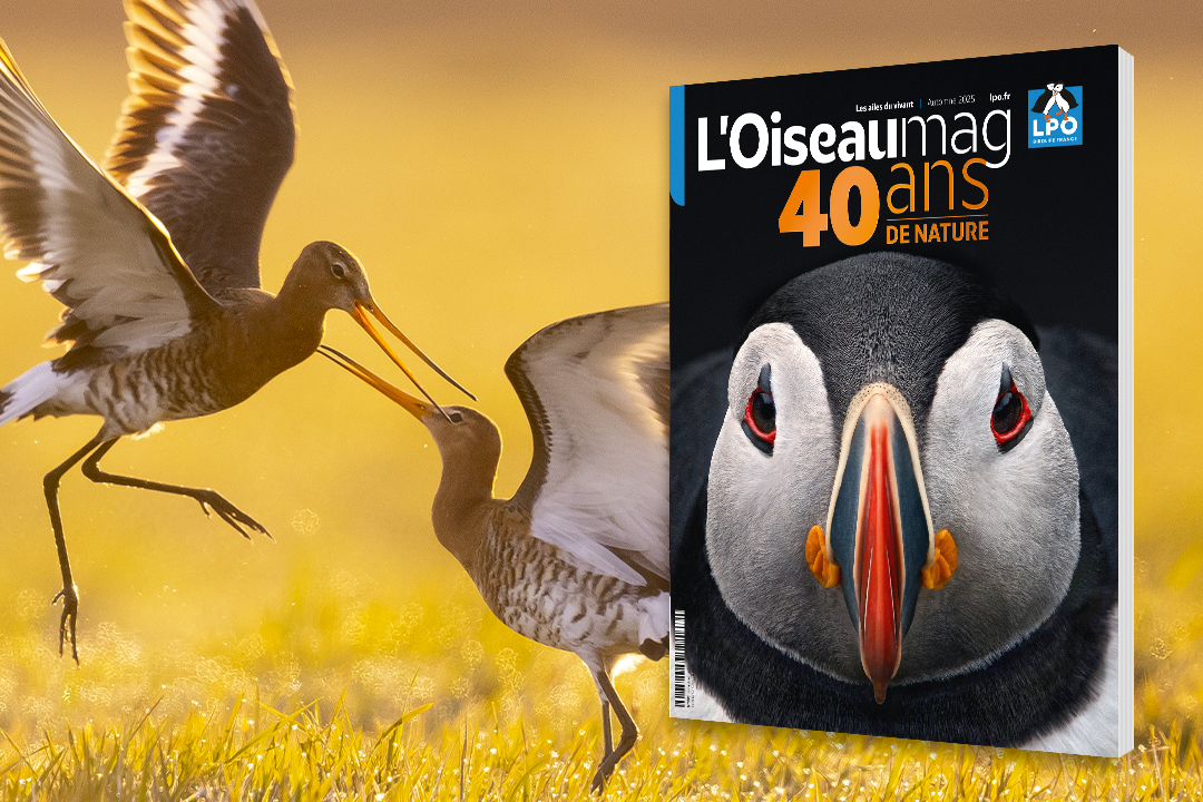 couverture de L'OISEAU MAG