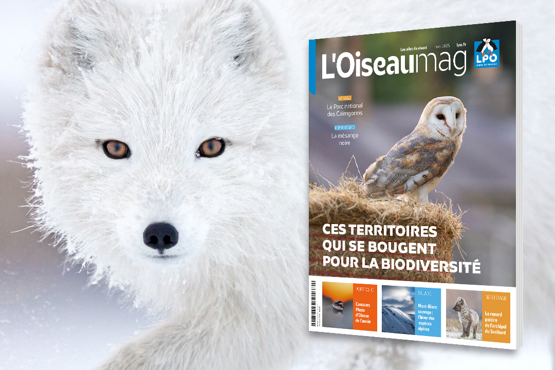 couverture de L'OISEAU MAG