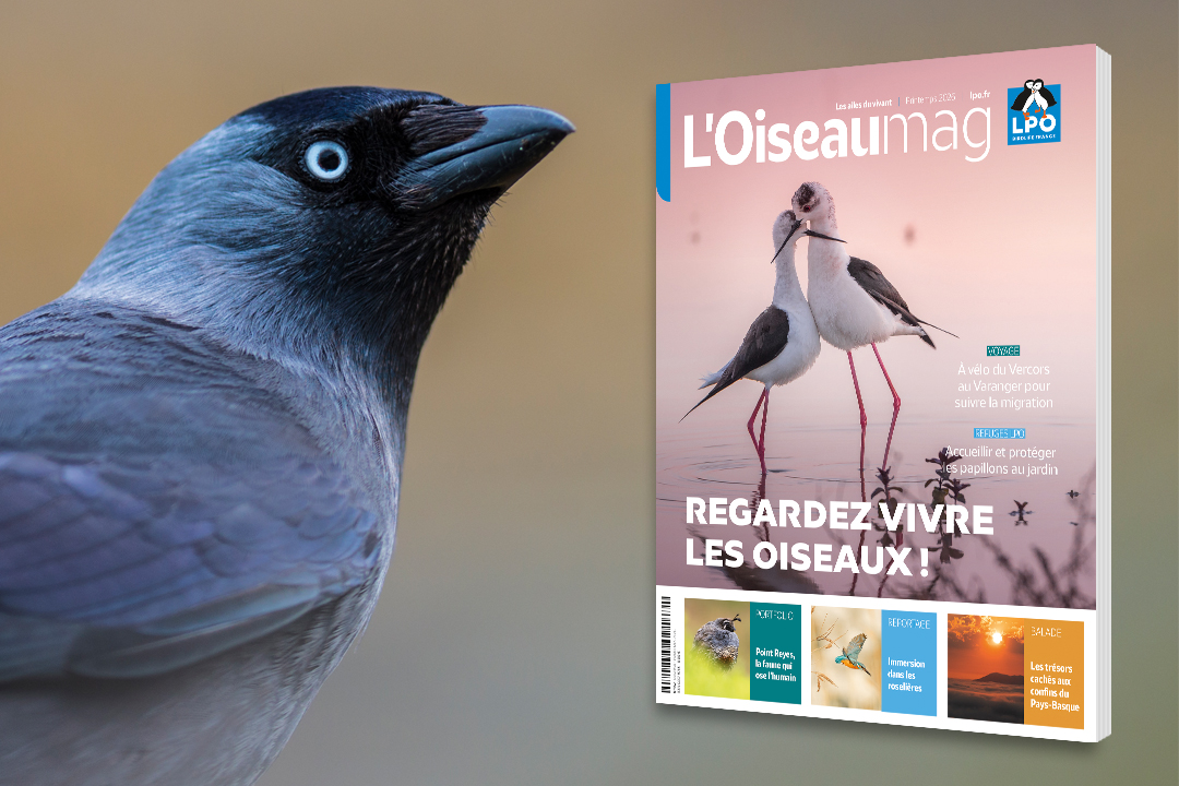 couverture de L'OISEAU MAG