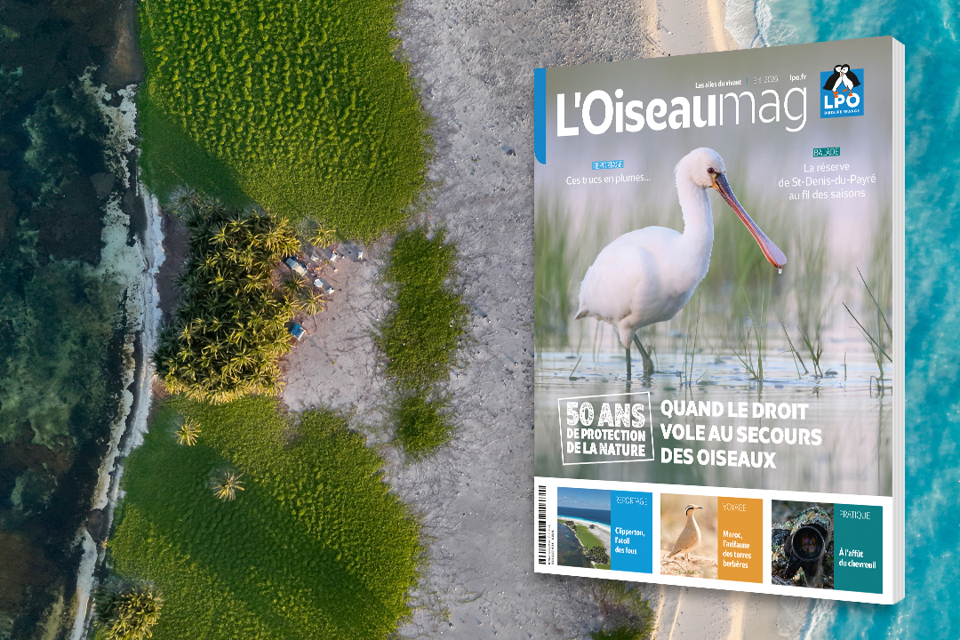 couverture de L'OISEAU MAG