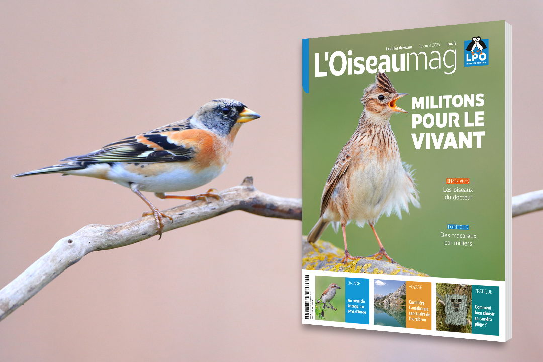 couverture de L'OISEAU MAG