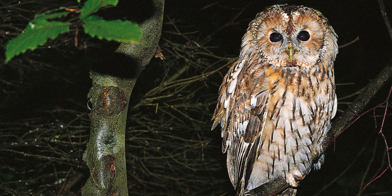 Chouette hulotte (Strix aluco) © Maurice Chatelain