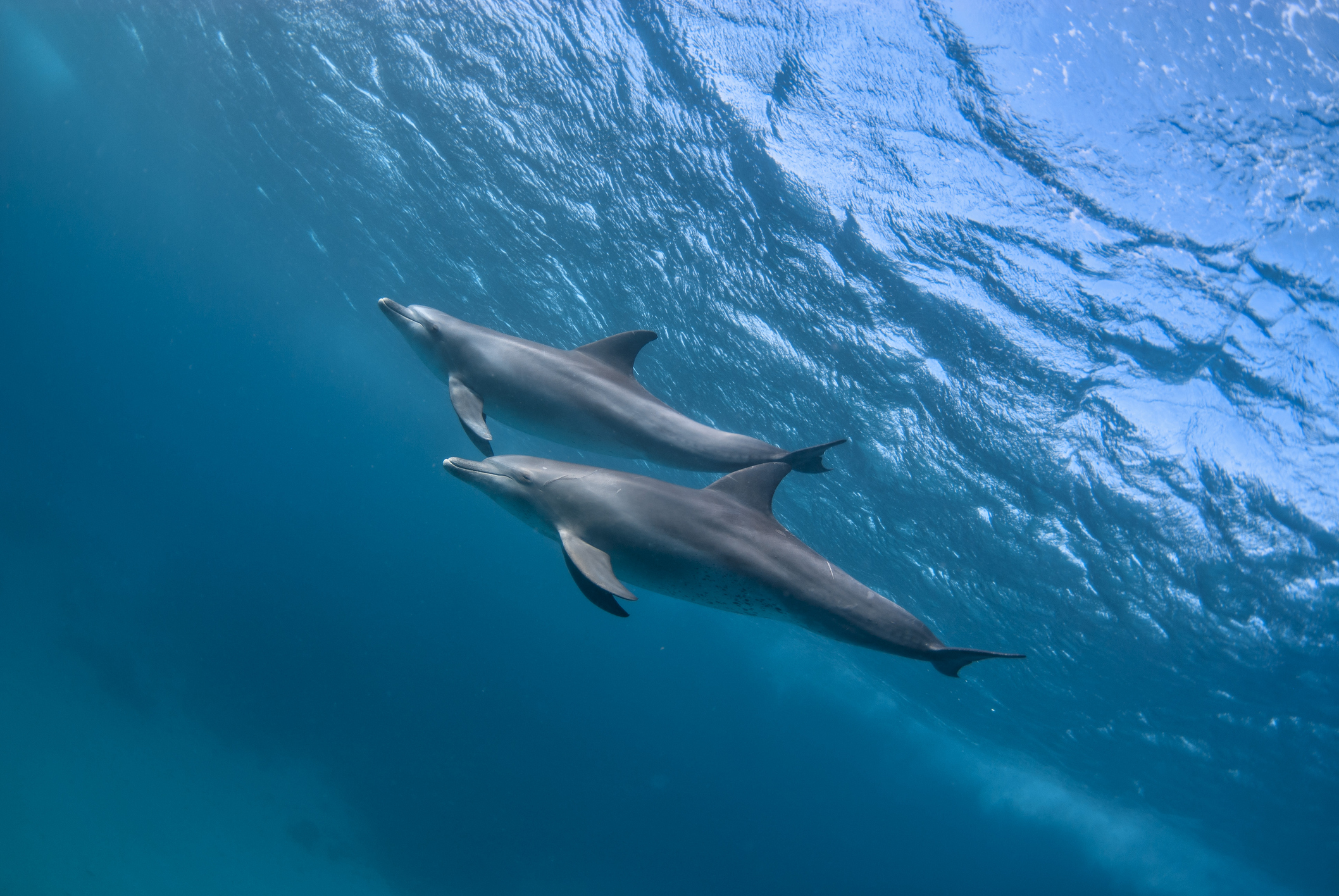Dauphins : Le Conseil d’État confirme la suspension de la pêche dans le Golfe de Gascogne
