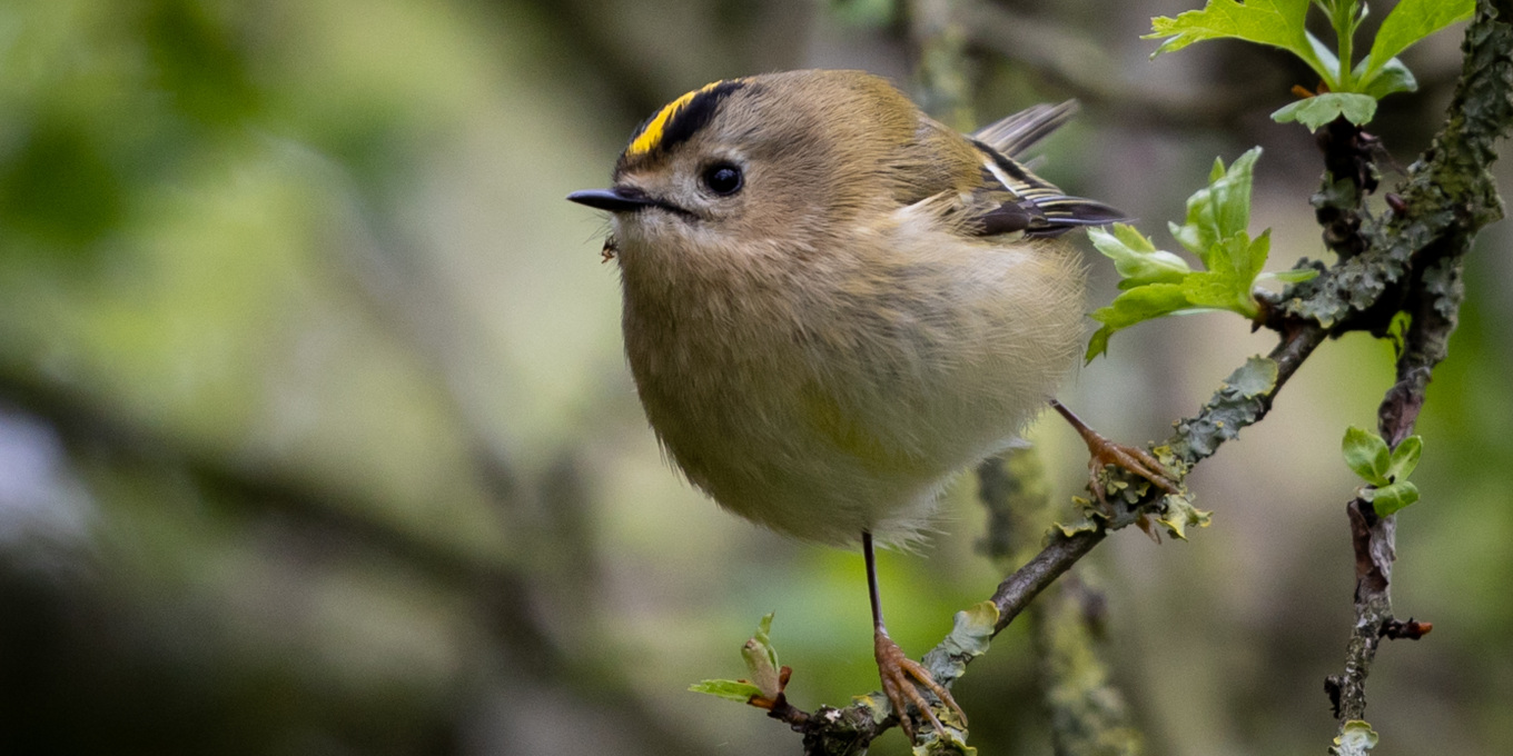 Roitelet huppé (Regulus regulus) / Pixabay