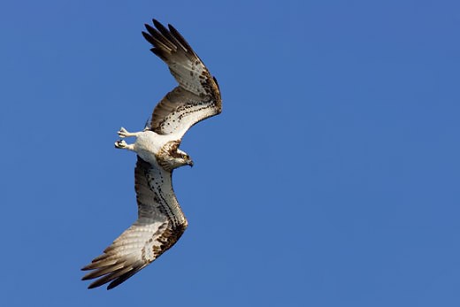 PNA en faveur du Balbuzard pêcheur et du Pygargue à queue blanche