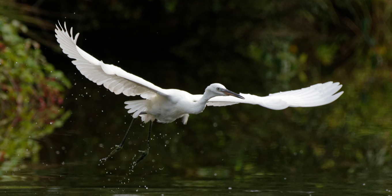 Aigrette garzette