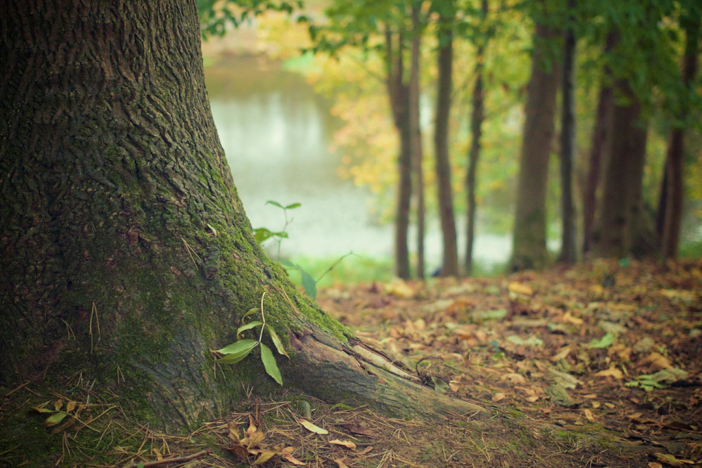 au pied d'un arbre