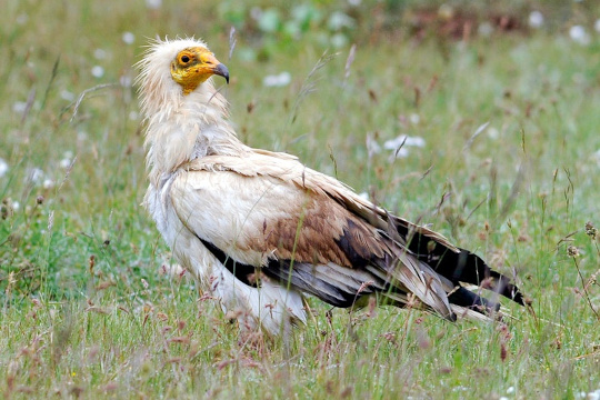 Vautour percnoptère au sol © David Tatin