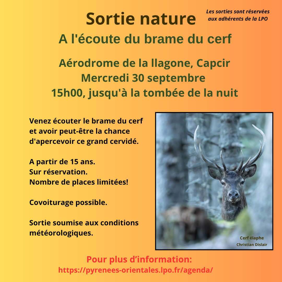 A l'écoute du brame du cerf