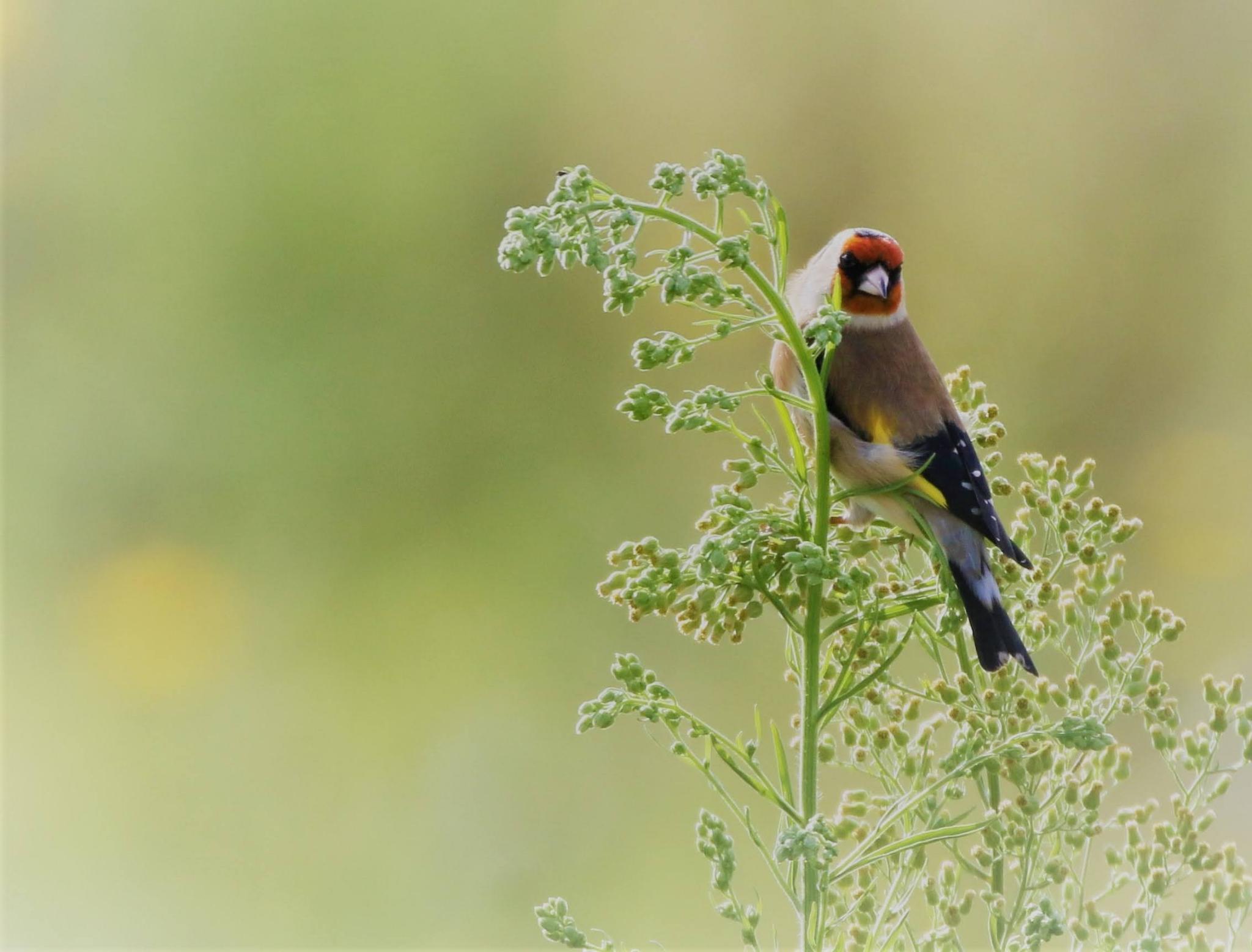 Initiation à l'identification des oiseaux par le chant